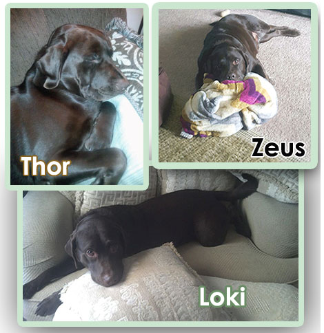 Zeus, Thor and Loki